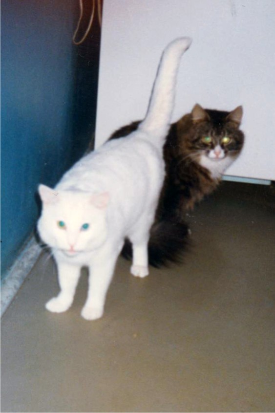 ������ ���������