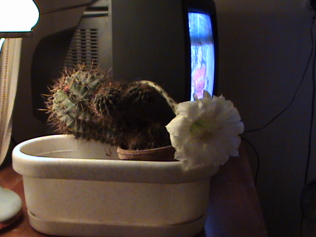 �������� �����������