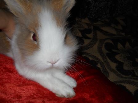 ������ �������