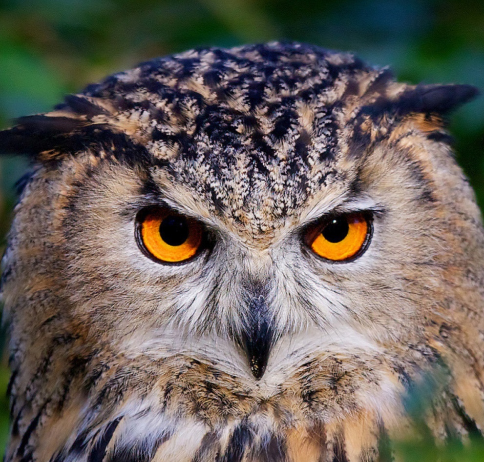 ����� ��������