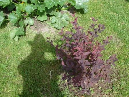 �������� �������