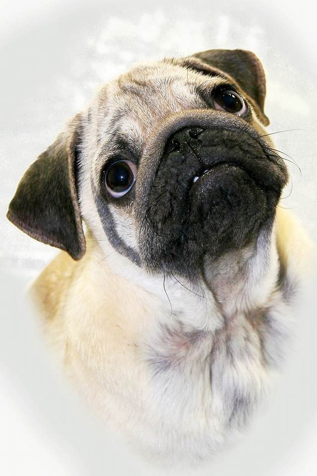 ���� �������2