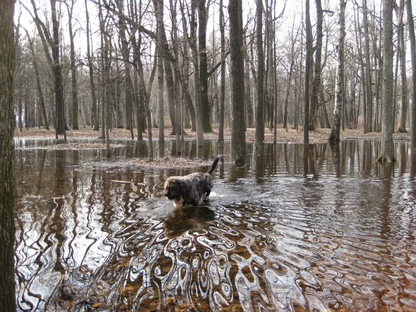 ������ ����������