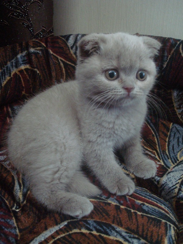 ���� ���������