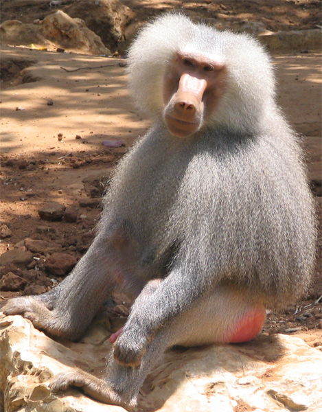 ���-��-��