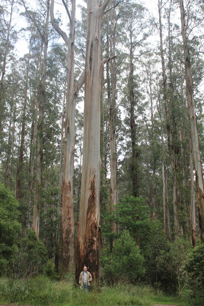 Яков Цемель