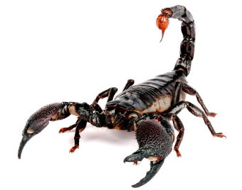 ��������� ��������