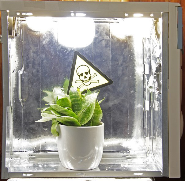 ������ ������