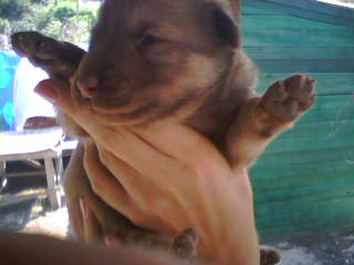 ����� ���-��