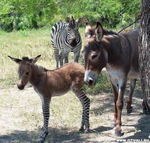 ����� ����