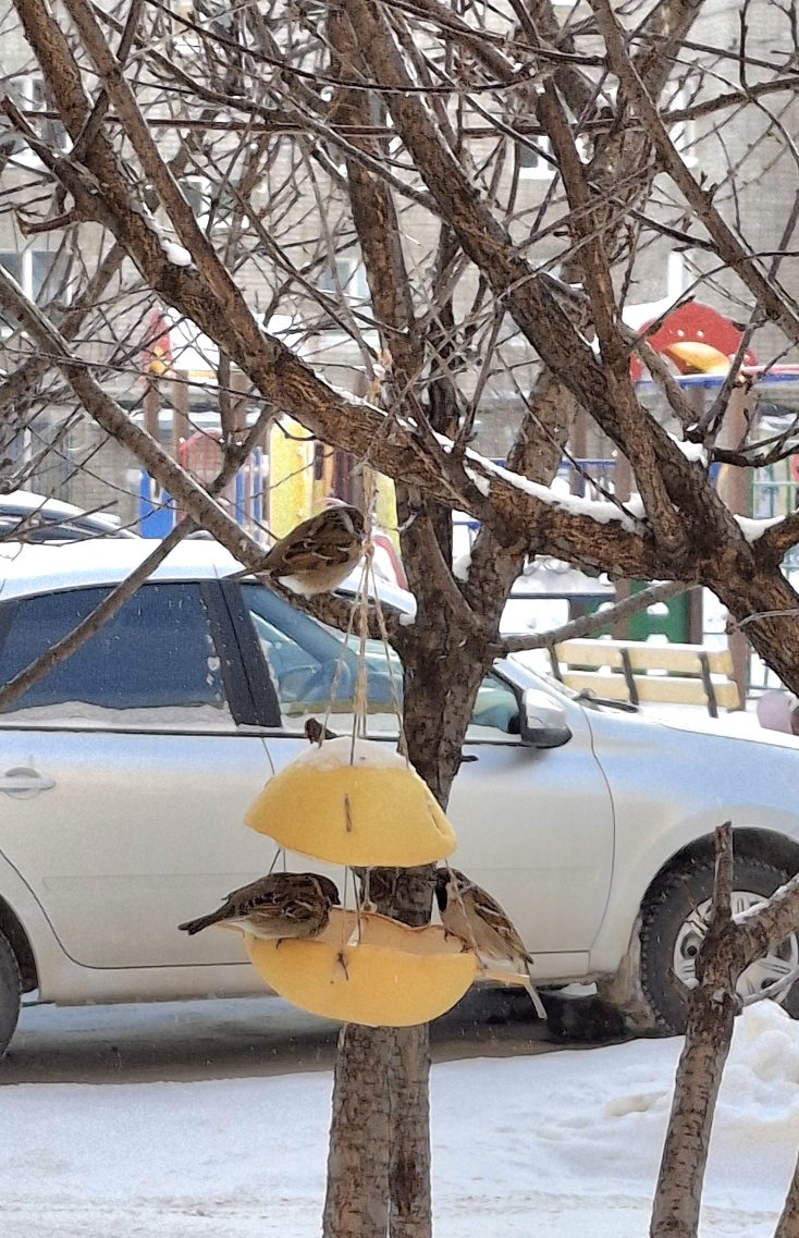 ���� �������