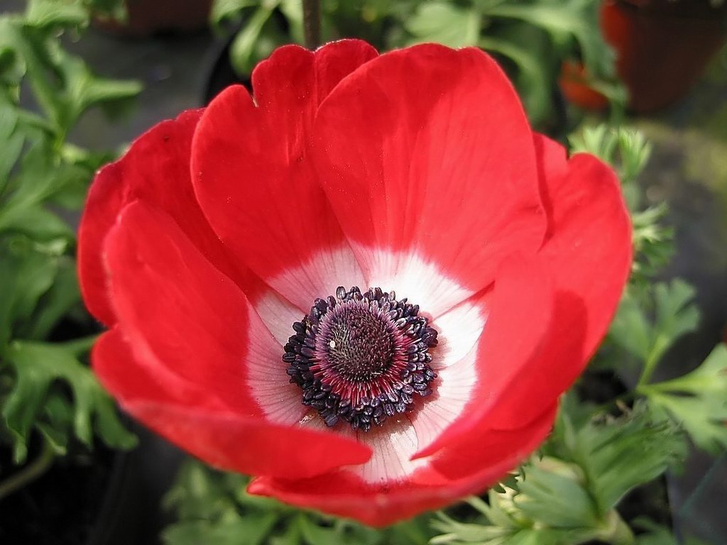 ������� ����������� 2