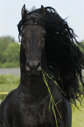 ���� �����