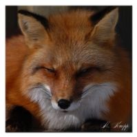 ���� �����