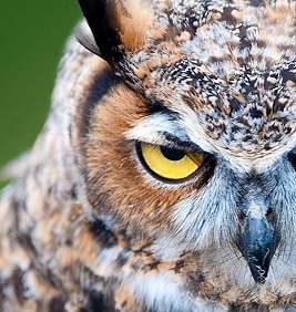 Лобачев Алексей