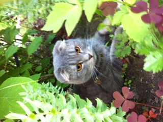 ��������� ��������