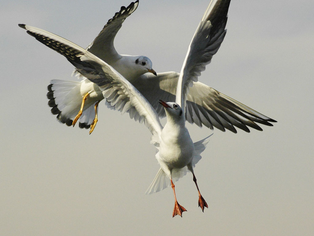 ��������� ���������