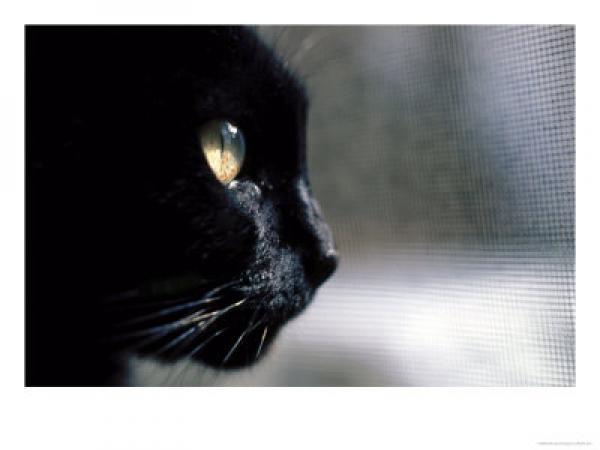 ���������� ���������