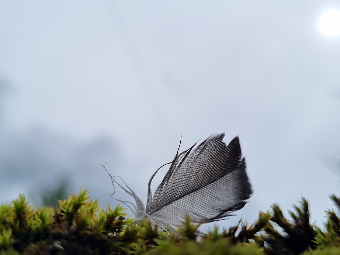 Александр Светлов