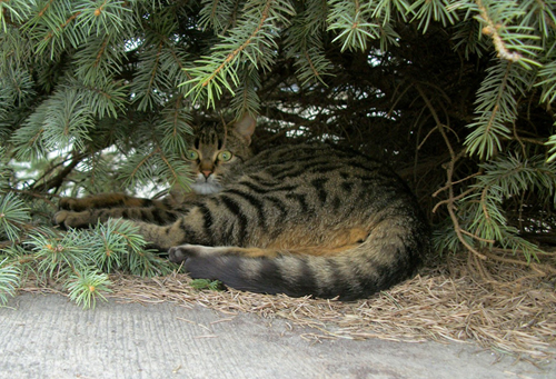 Александр Суворов 4