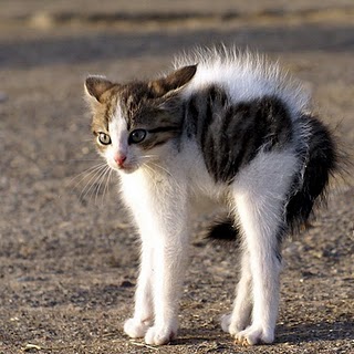 �������� ����������� 2