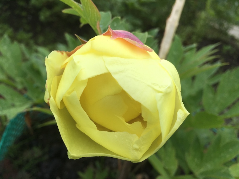 ������� ��������� 2