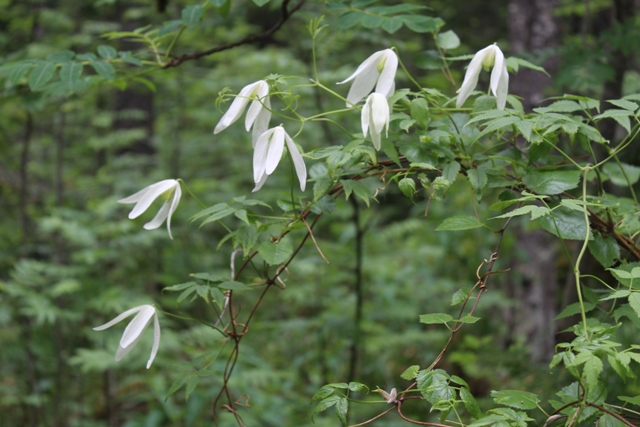 ����� ����������