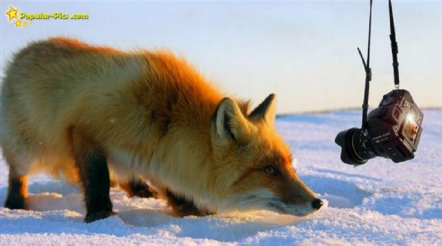 ���� ��������