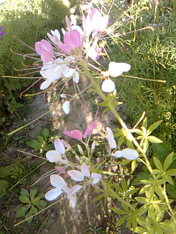 Адилева Алиса