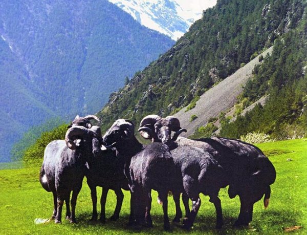 ������� �������