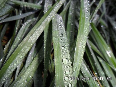 �������� ����� ��