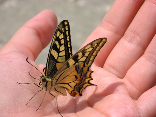 ���� ��������