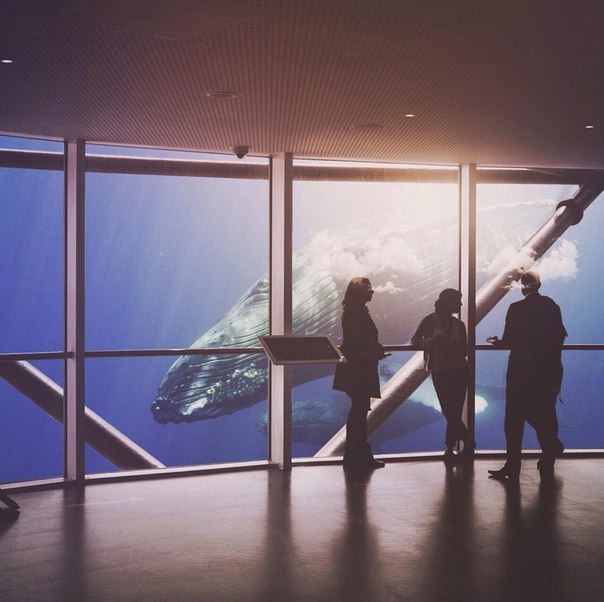 ������ �����