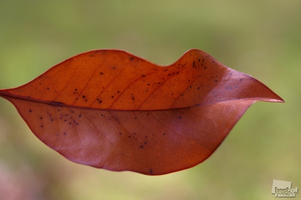 ��������� ������