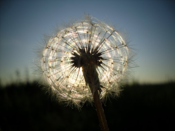 ��������� ����