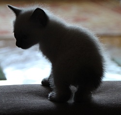 �������� ����