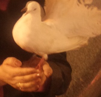 Ангел Мести