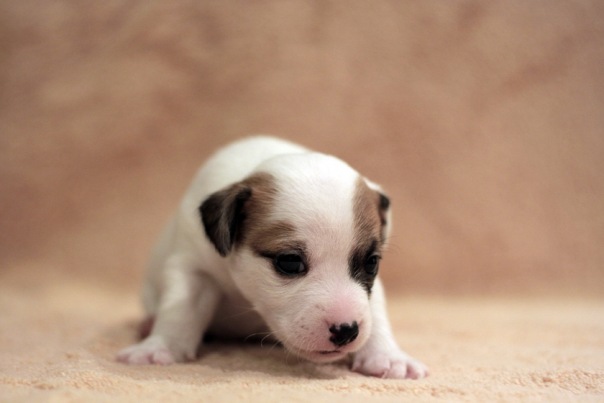 ����� ���������