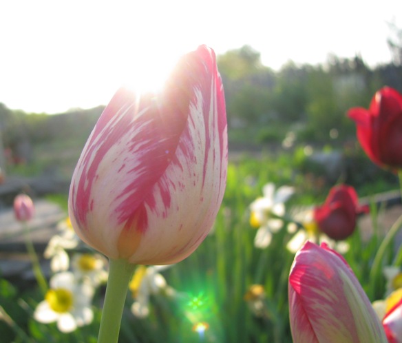 ������� ����