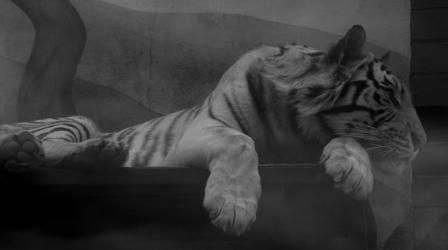 ������� ���������