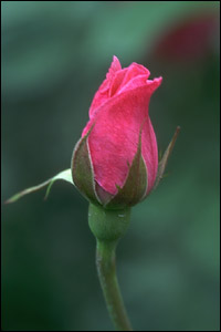 Антонина Надеждина