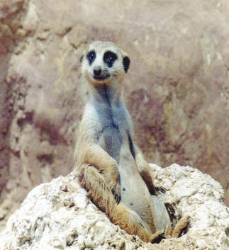 ����� ��