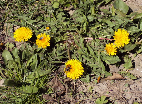 ����� �������