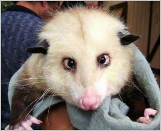 ����� ������