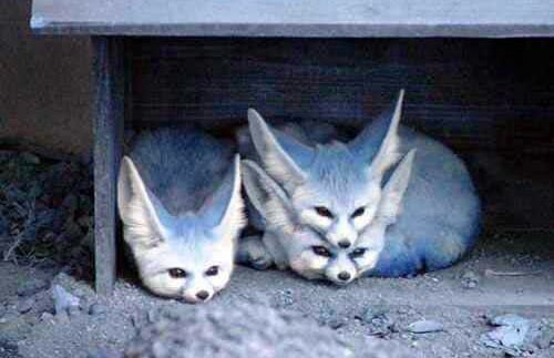 ������������� ����