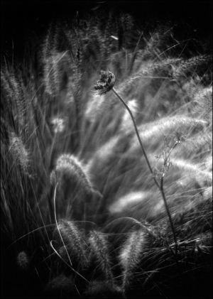 ����� �������