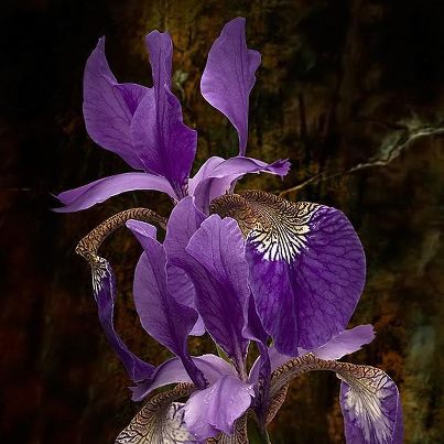 ������ ��������