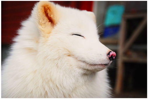 ������ ���