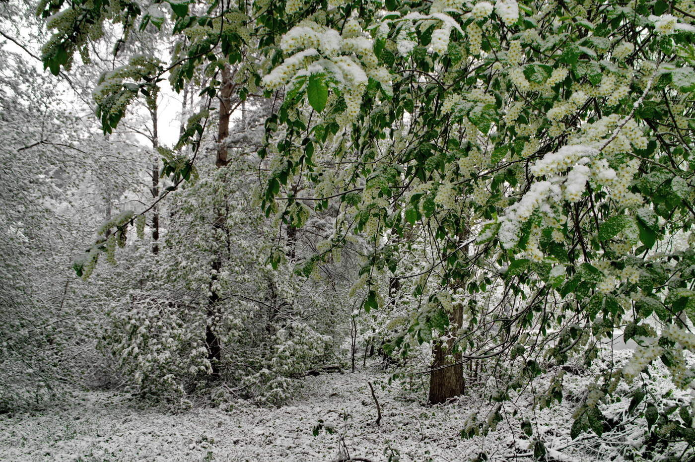 Лариса Горюшкина
