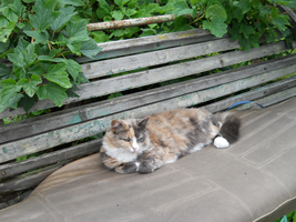 ������ �������